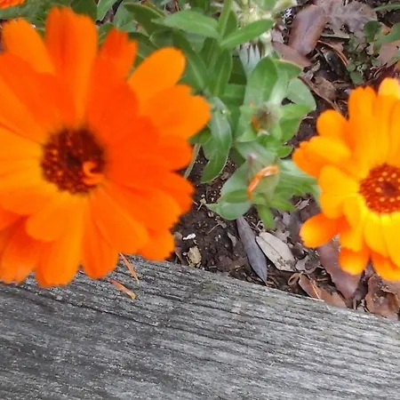 ベッド・アンド・ブレックファスト Happy Days 4*