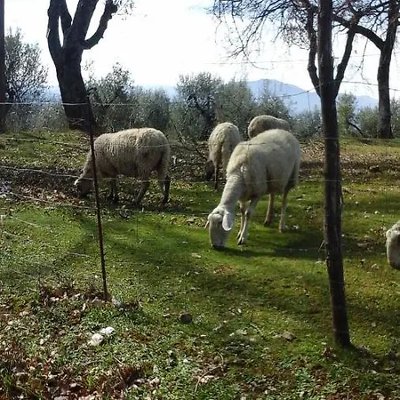 Happy Days Giove