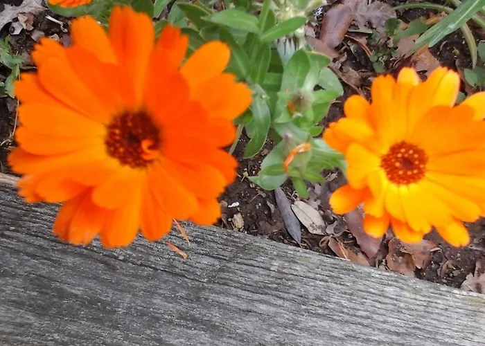 Frühstückspension Happy Days 4*